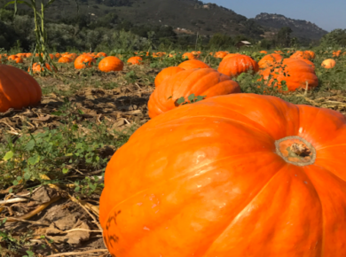 7 Reasons Why Fall Is The Best Time To Live In San Diego