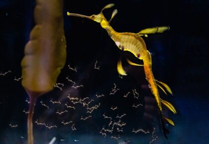 Baby Weedy Seadragons at Birch Aquarium