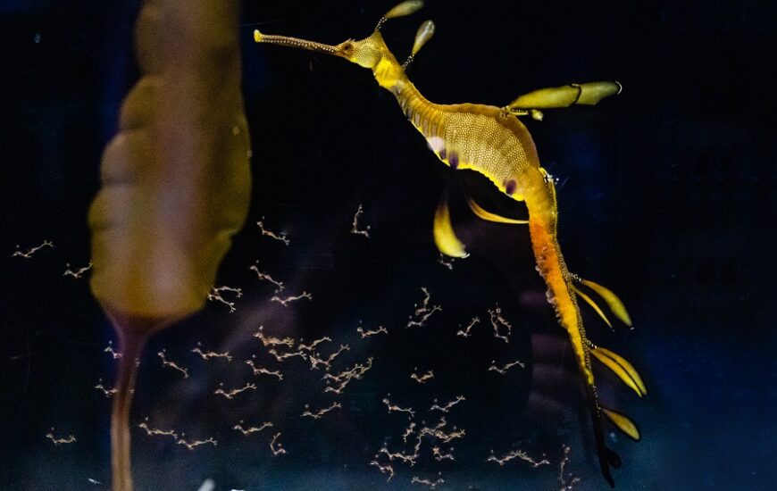 Baby Weedy Seadragons at Birch Aquarium