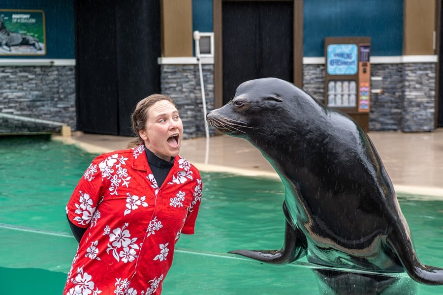 Sea Lions Tonite at SeaWorld Summer Spectacular