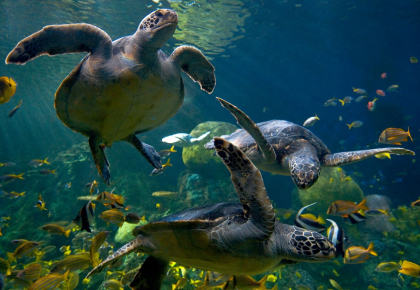 SeaWorld San Diego Reopens Newly Enhanced And Upgraded Sea Turtle Habitat