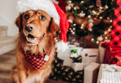 Second Chance Beer Company Hosts Pawliday Market
