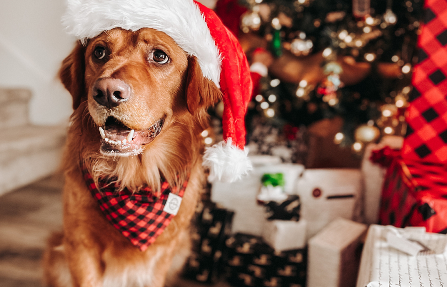 Second Chance Beer Company Hosts Pawliday Market