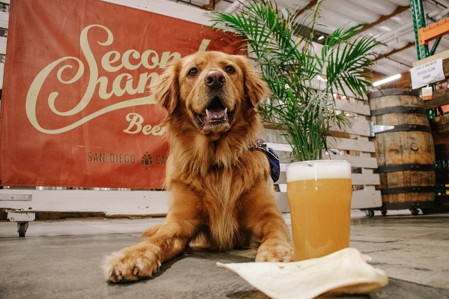 Second Chance Beer and a dog
