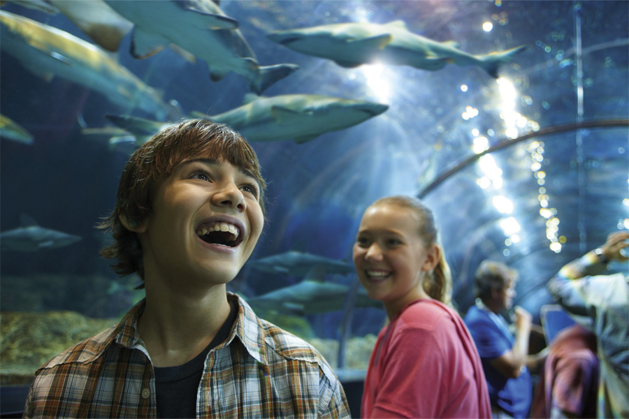 SeaWorld San Diego hark Encounter 2026