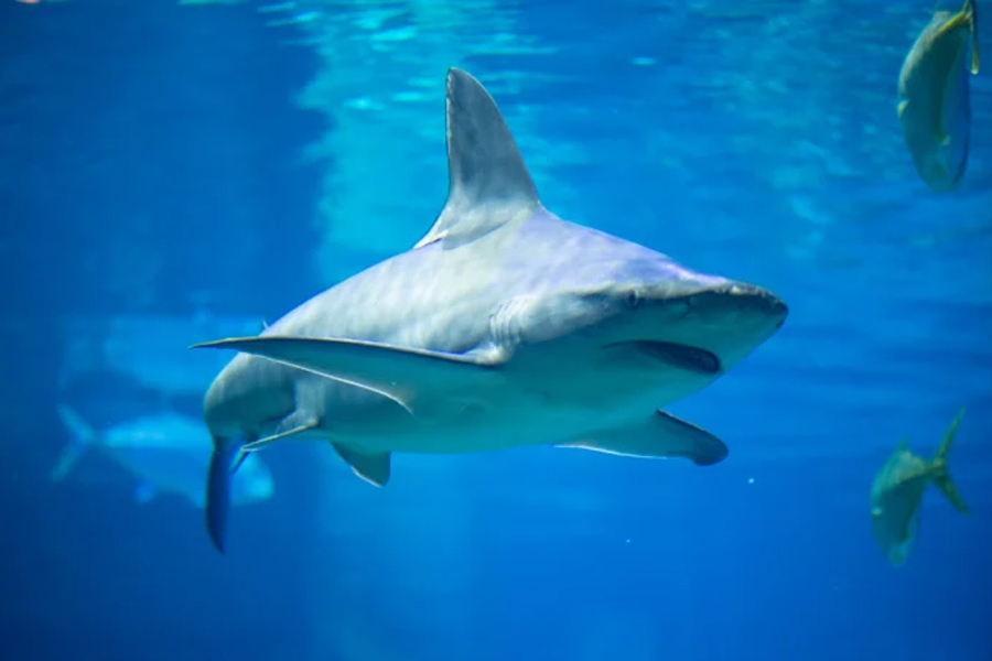 SeaWorld San Diego hark Encounter 2026