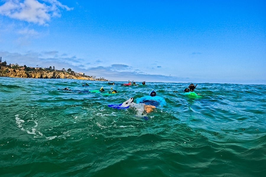 Shark Snorkel Birch Aquarium