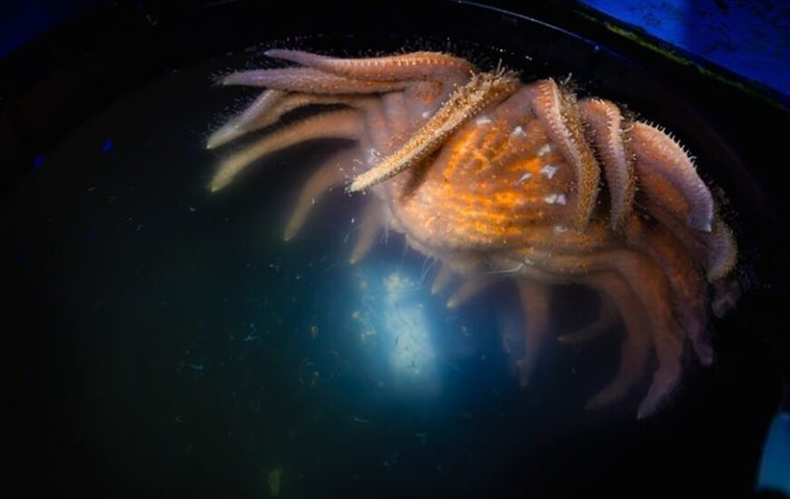 Birch Aquarium