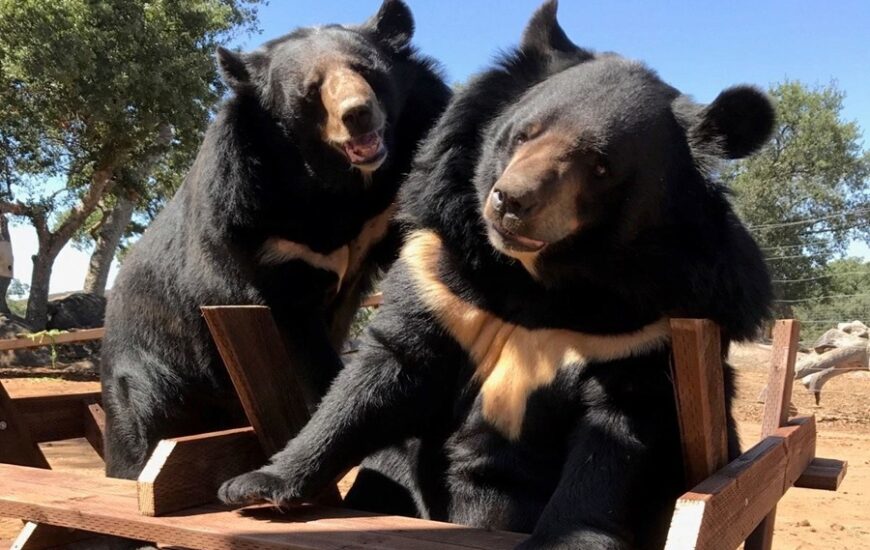 Valentine's Day at Lions Tigers and Bears
