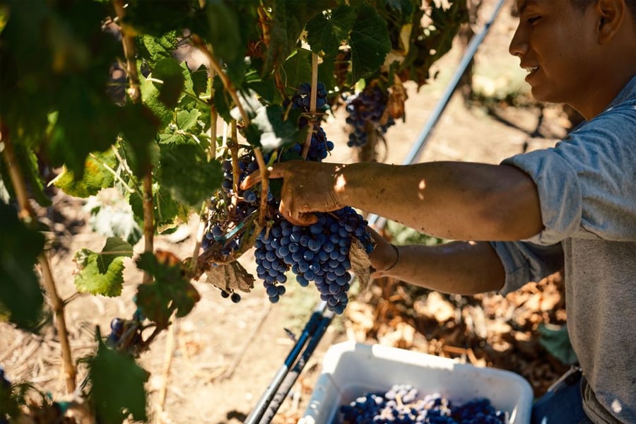 Temecula Wine country
