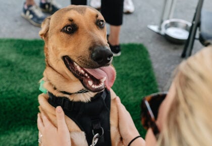 The Animal Pad Rescue Dogs`