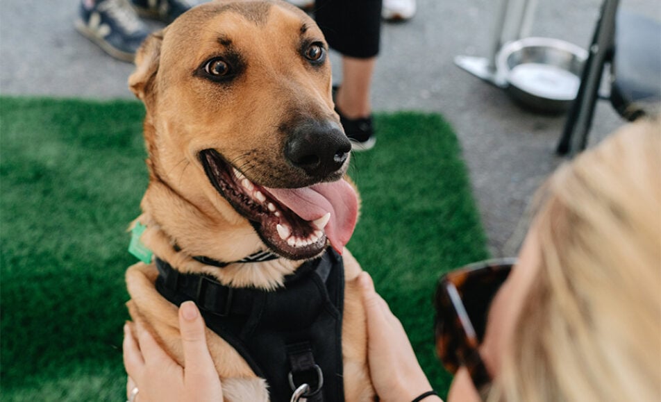 The Animal Pad Rescue Dogs`