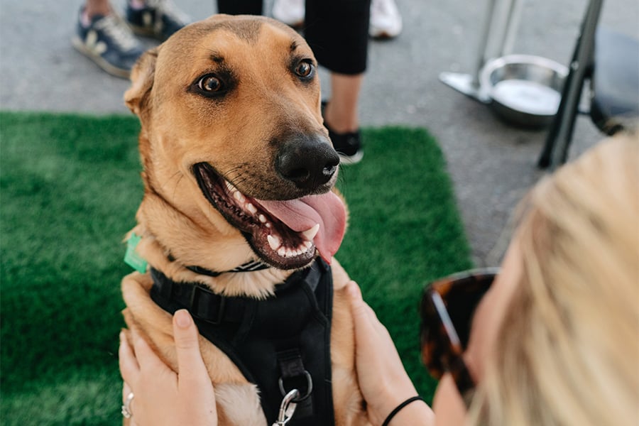 The Animal Pad Rescue Dogs`