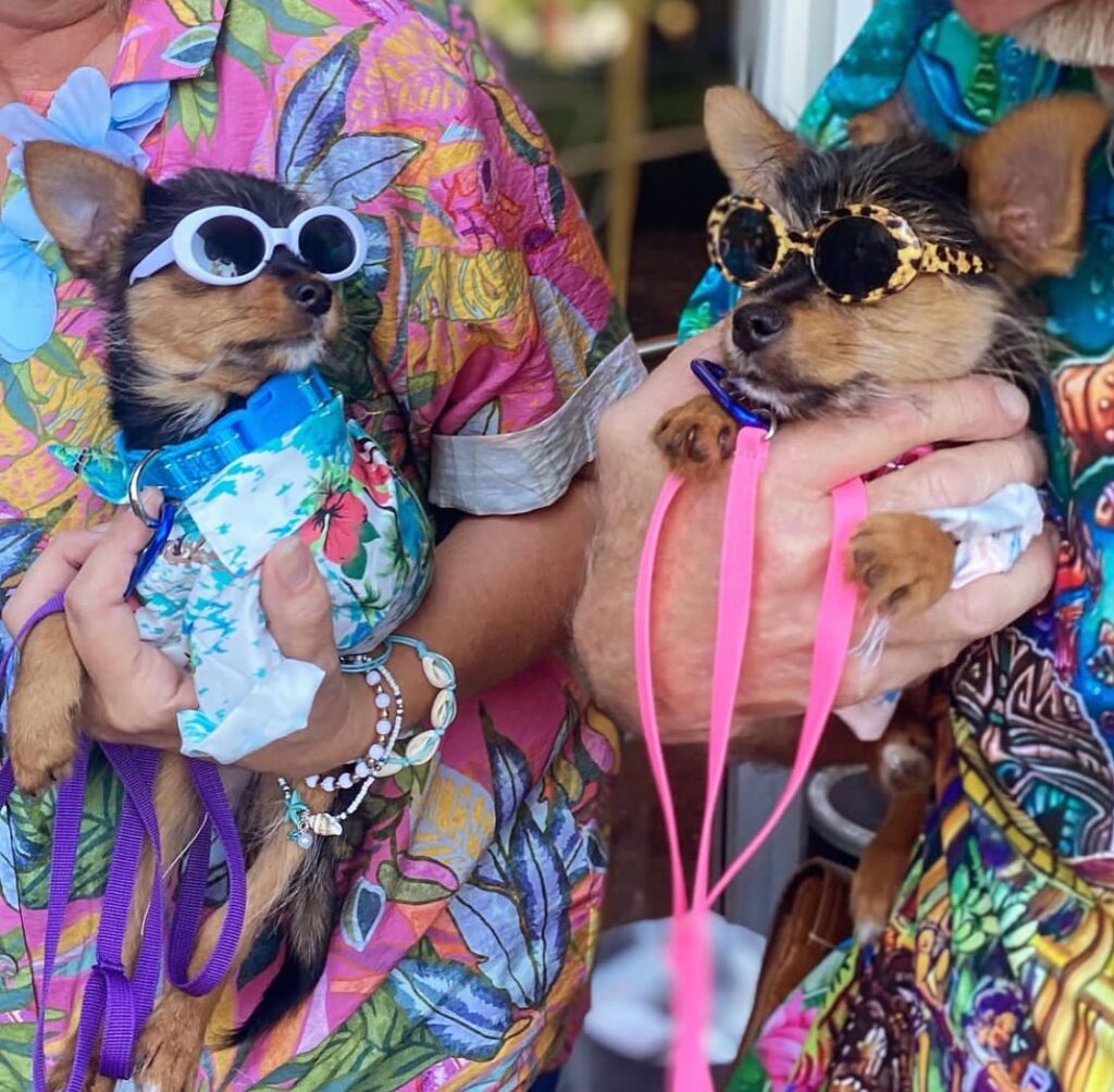 two chihuahuas in costume