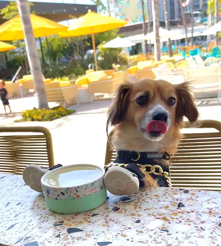 National Puppy Day Celebration
