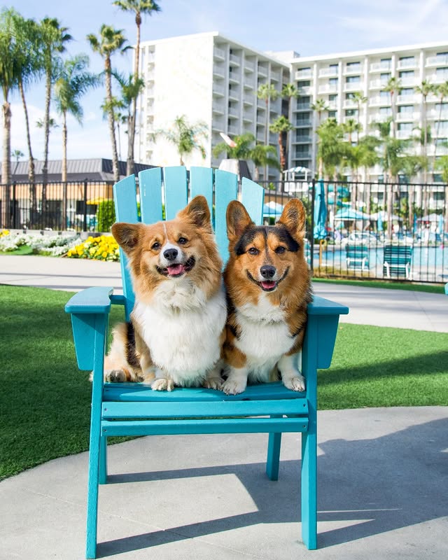 National Puppy Day Celebration