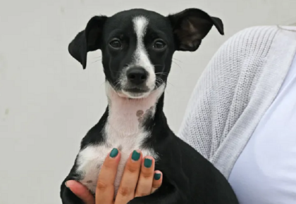 Town & Country Resort To Host Dog Adoption Event