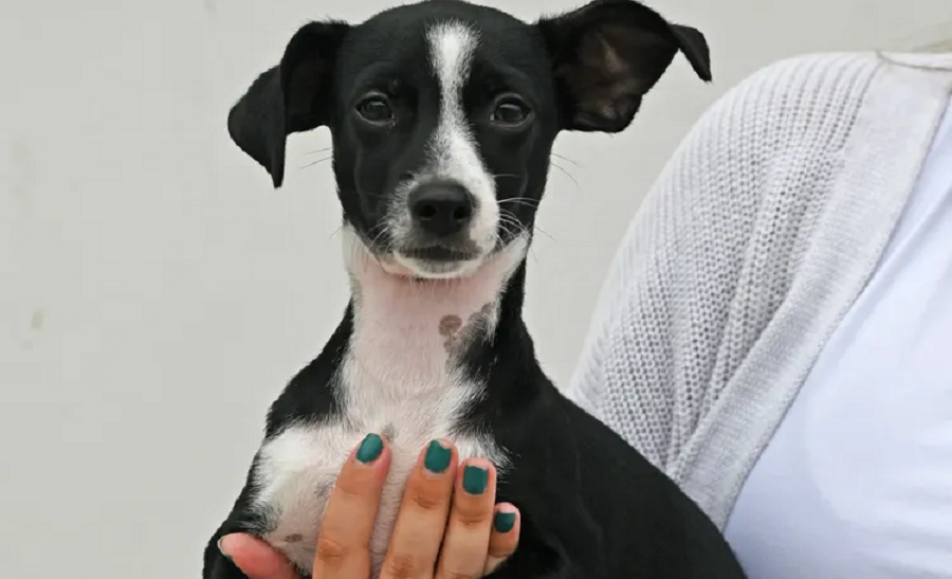 Town & Country Resort To Host Dog Adoption Event