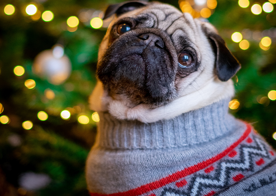 pug wearing an ugly sweater for Christmas