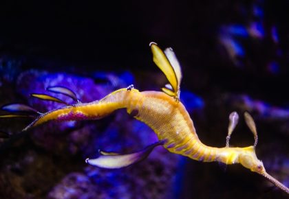 Birch Aquarium Pregnant Weedy Seadragon