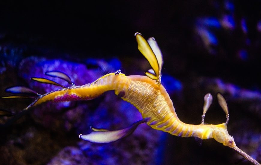 Birch Aquarium Pregnant Weedy Seadragon