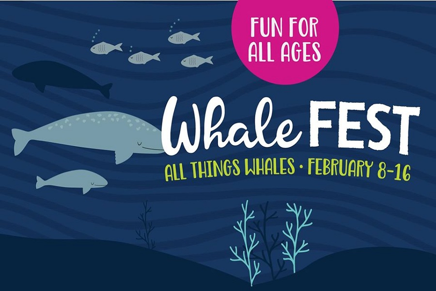Whale Fest Makes A Splash At Birch Aquarium 
