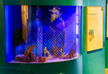 Seahorse Hotel at Birch Aquarium