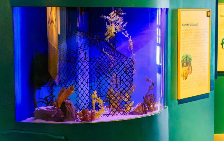 Seahorse Hotel at Birch Aquarium