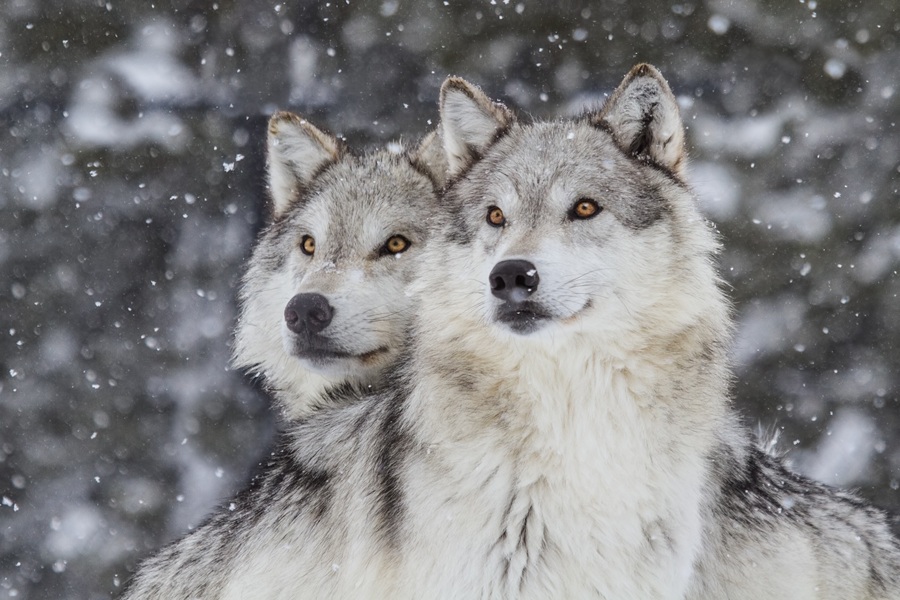 Wolves in Snow