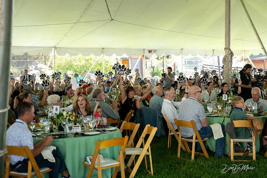 Lions Tigers & Bears Wild in the Country Live Auction