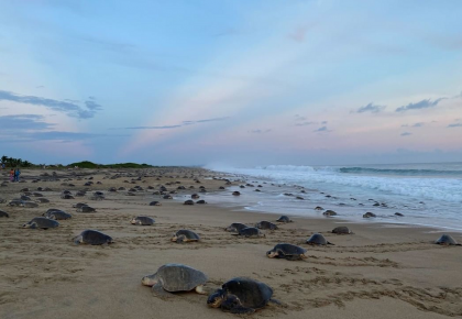 WILDCOAST Presents The Sea Turtle Arribada