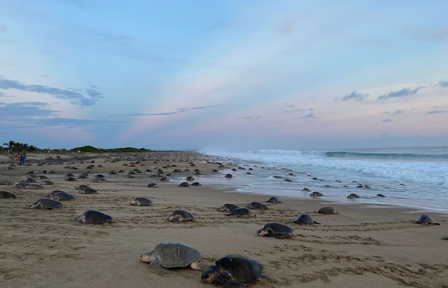 WILDCOAST Presents The Sea Turtle Arribada
