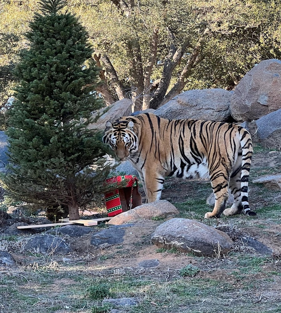 tiger next to a christmas tree