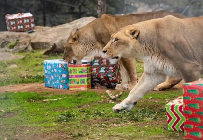 lions tigers and bears