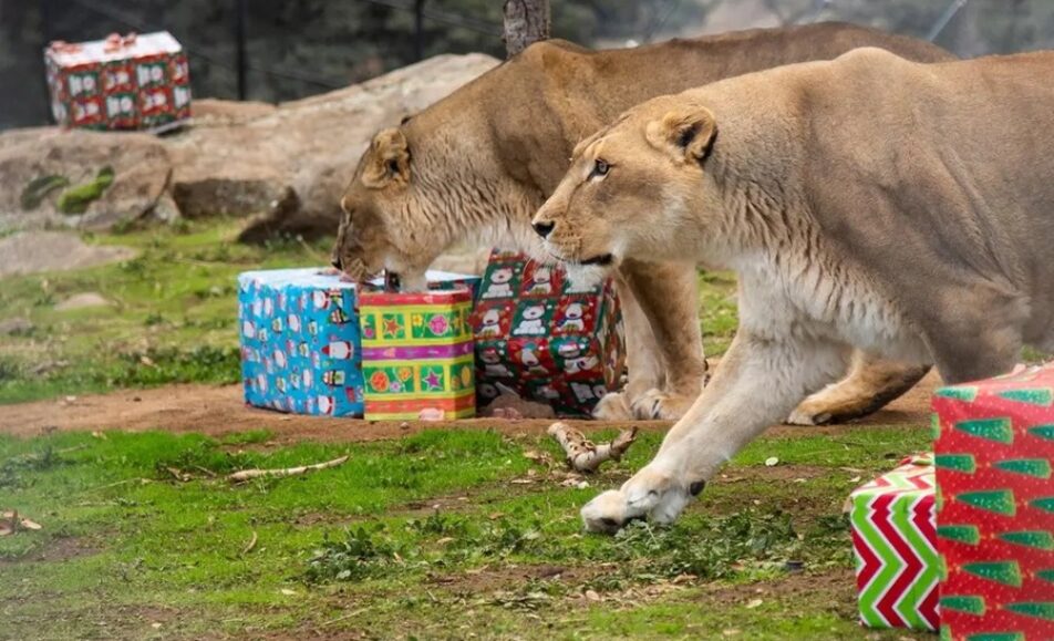 lions tigers and bears