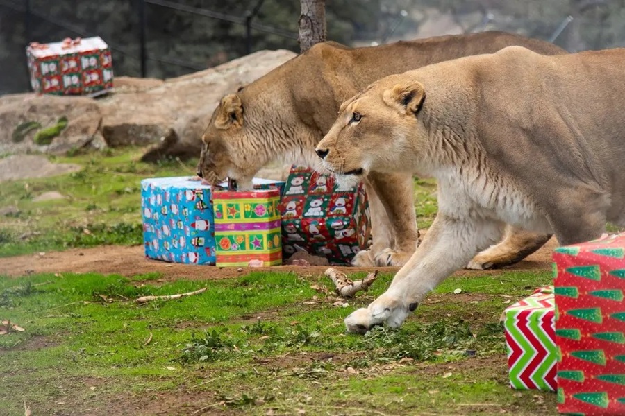 lions tigers and bears