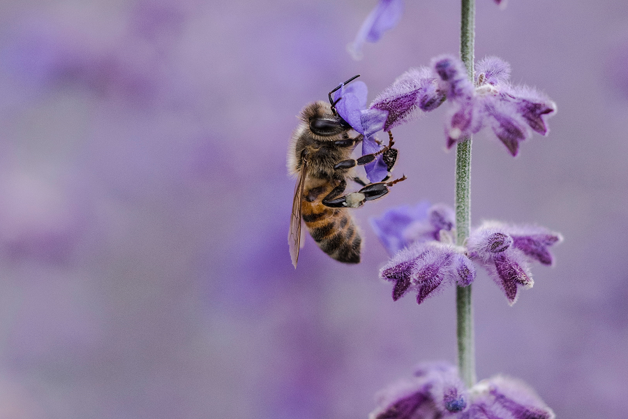 World Bee Day At The Japanese Friendship Garden