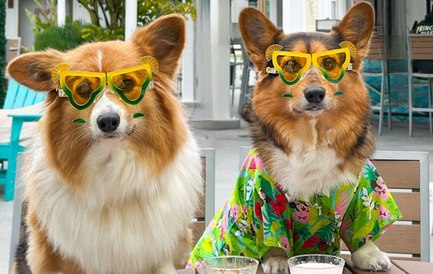 Yappy Hour 5 o'Clock Somewhere Rooftop