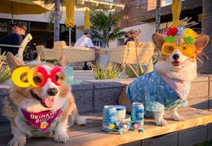 Yappy Hour at Town and Country Resort
