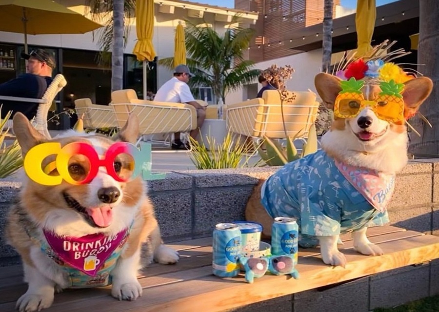 Yappy Hour at Town and Country Resort