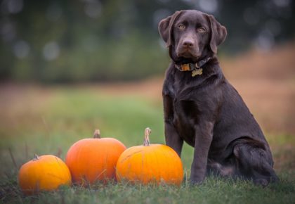 The Pet Pawty Of The Season, 2nd Annual Howl-O-Ween, Comes To Amici Amphitheater