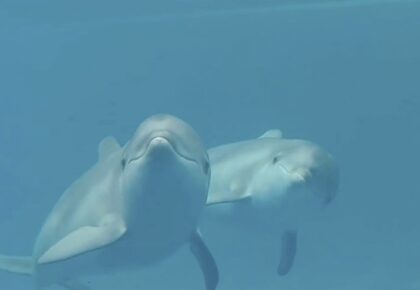 bottlenose dolphin calves
