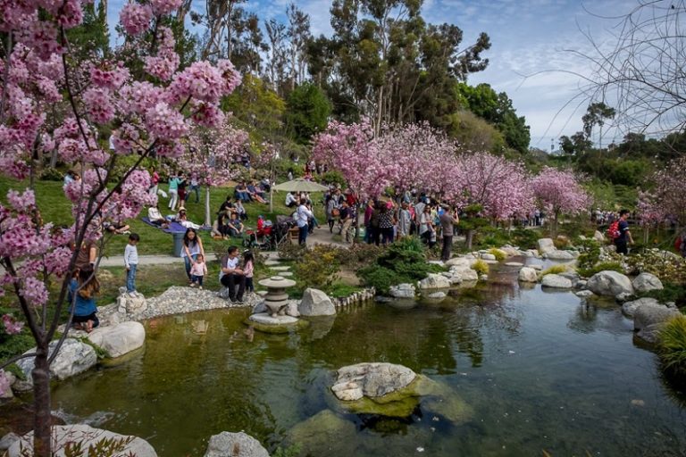 Experience The Beauty Of The 14th Annual Cherry Blossom Week At Balboa Park