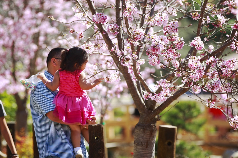 Cherry Blossom Season Returns To Japanese Friendship Garden This March