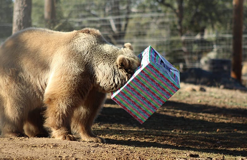 christmas at lions tigers and bears