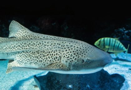 They’re Here! Snorkel With San Diego’s Beloved Leopard Sharks This Summer