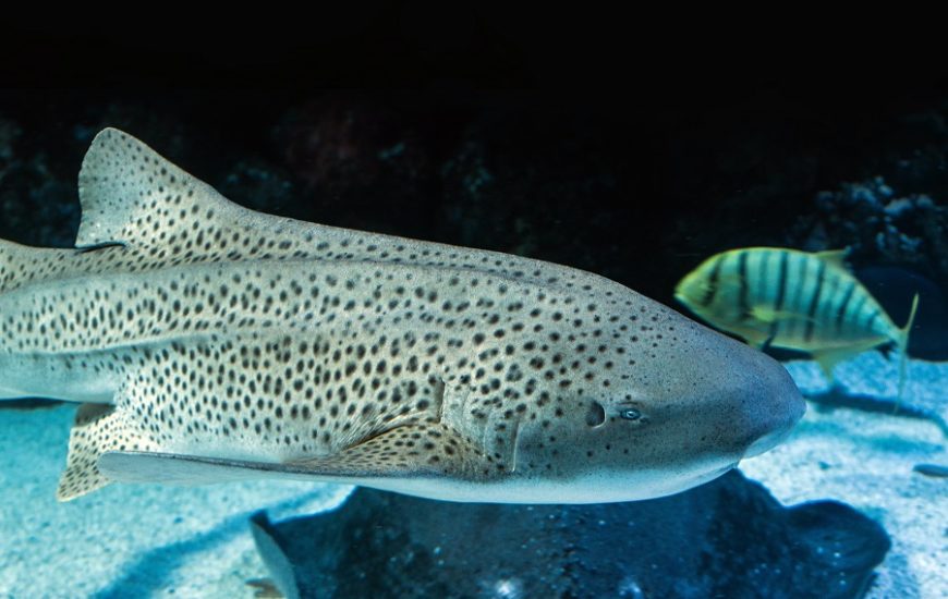 They’re Here! Snorkel With San Diego’s Beloved Leopard Sharks This Summer
