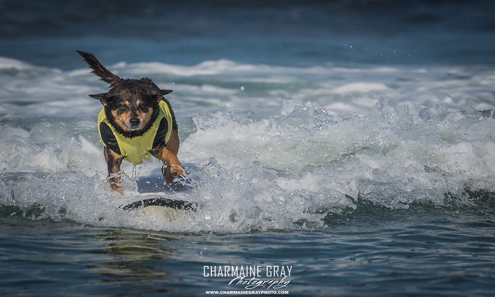 It's Time For You Dog To Shine And Get Wet At Surf Dog Surf-A-Thon