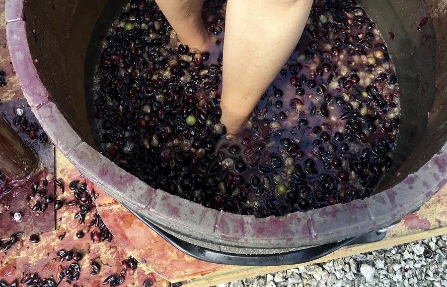 A Fun Day To Grape Stomp At Castelli & Pizarro Family Winery