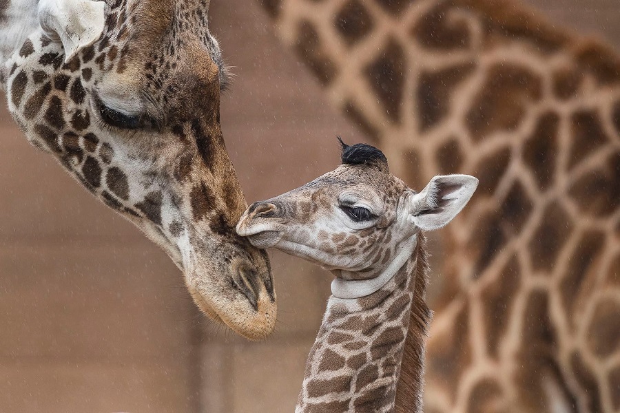 Celebrate World Giraffe Day At San Diego Zoo